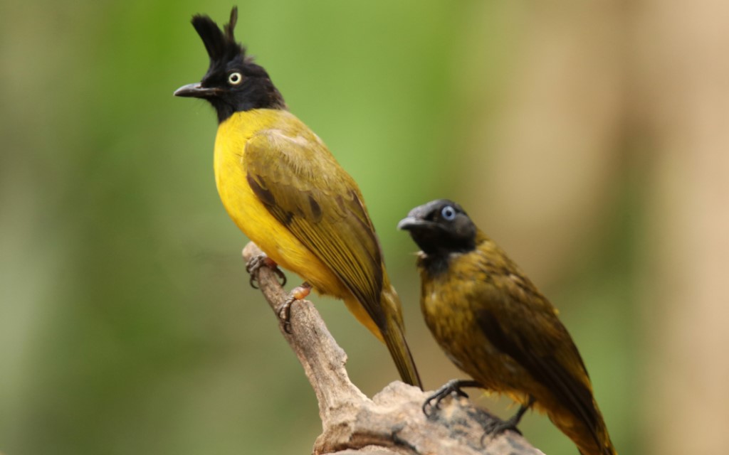 Black-crested Bulbul